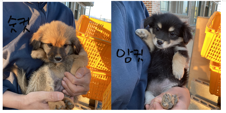 네눈박이들.PNG