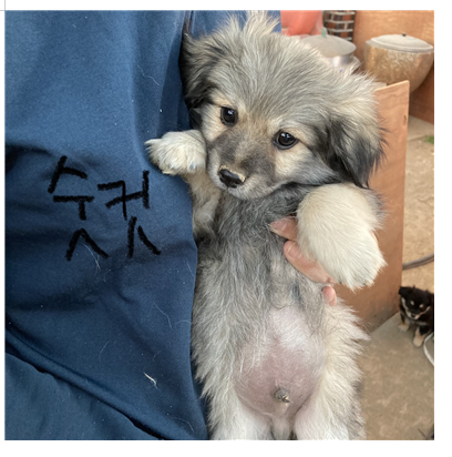 수컷회색둥이.PNG